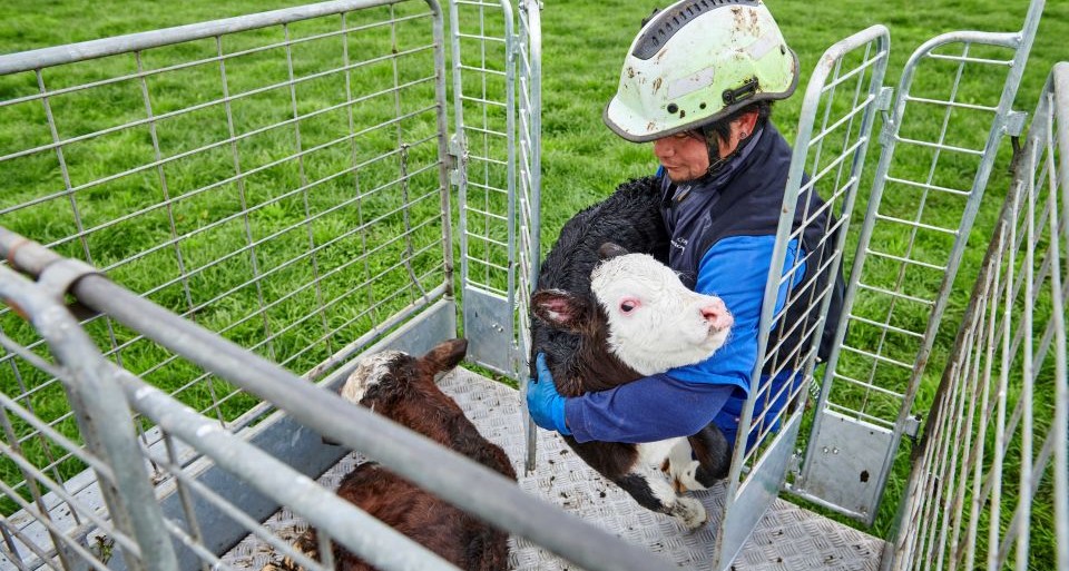 Calving new products